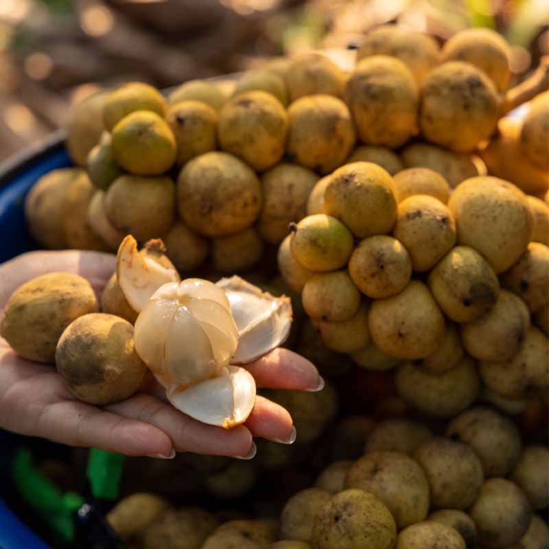 现货泰国龙宫果新鲜热带水果鲜椰色果龙贡果孕妇水果顺丰空运 1斤