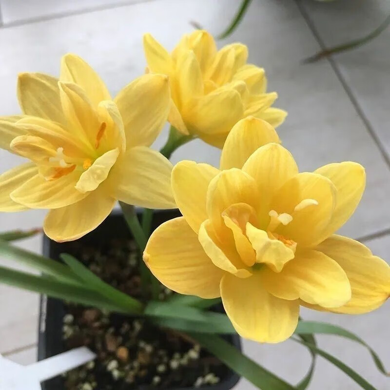 种球四季开花重瓣风雨兰葱兰韭兰耐热耐寒庭院阳台盆栽花卉 14号国王