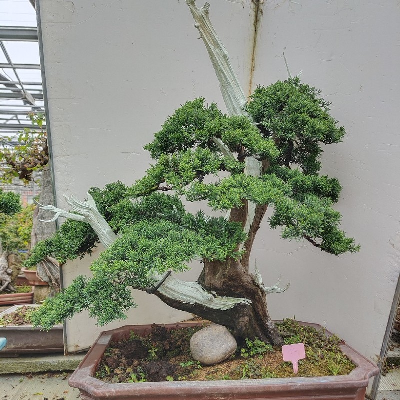 实物大型济州真柏盆景树桩 舍利干造型 苍老真柏庭院别墅植物