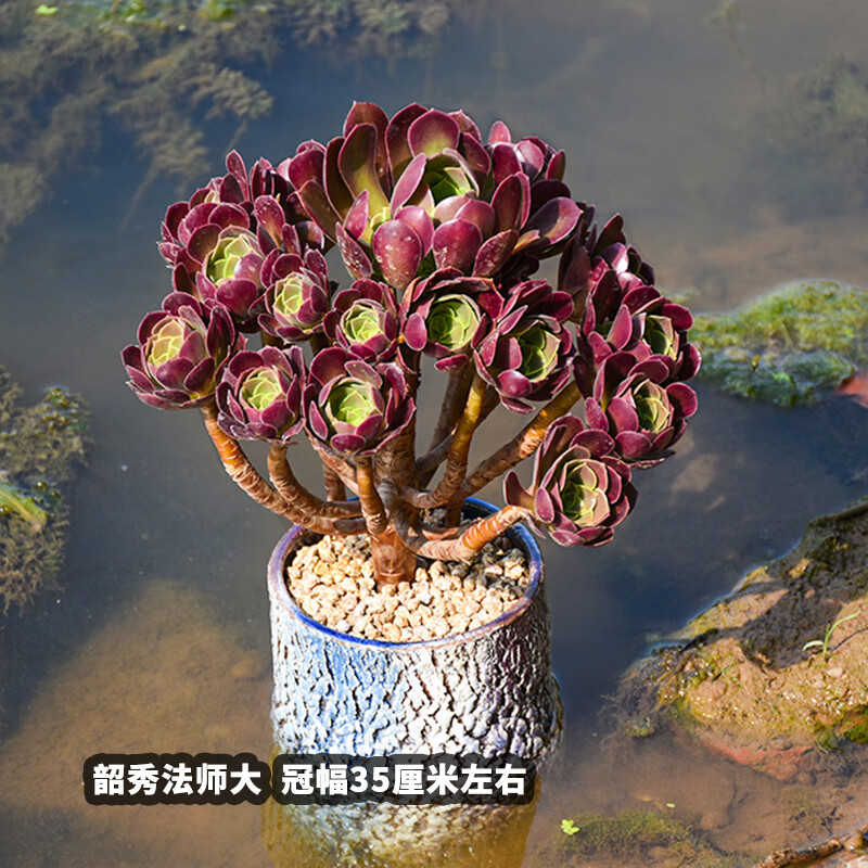 多头大老桩法师多肉花植物稀有品种盆栽肉肉 韶羞法师【25厘米左右】