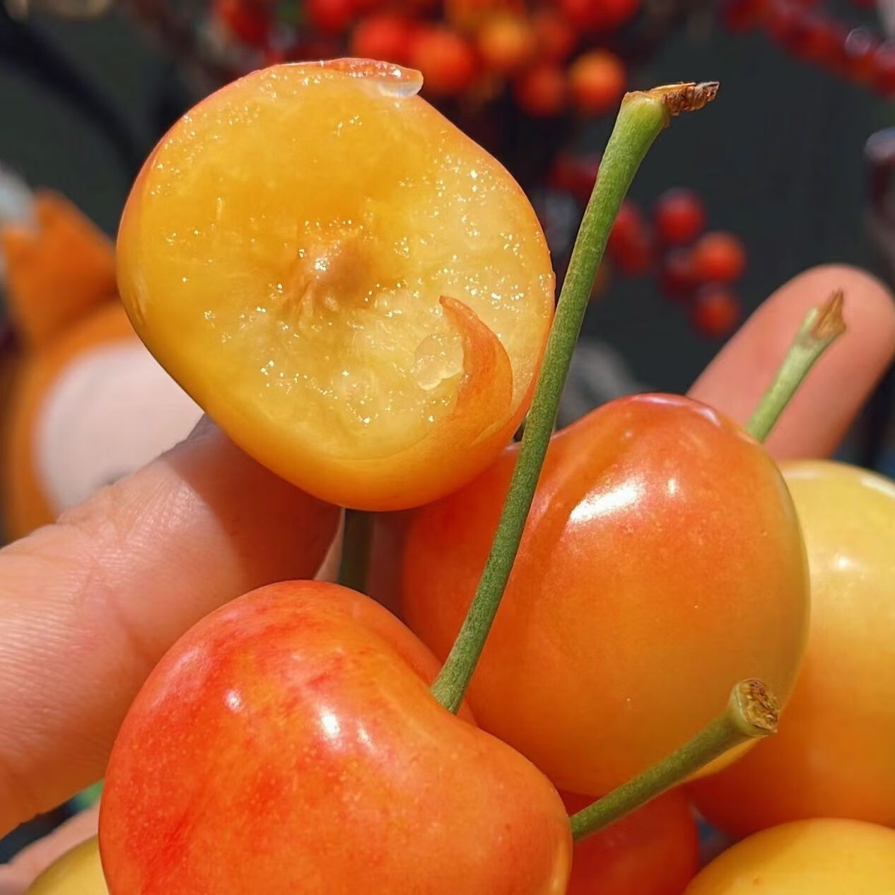 樱桃黄樱桃黄水晶樱桃正宗黄蜜雷尼纯甜爆汁大樱桃山东大樱桃大果