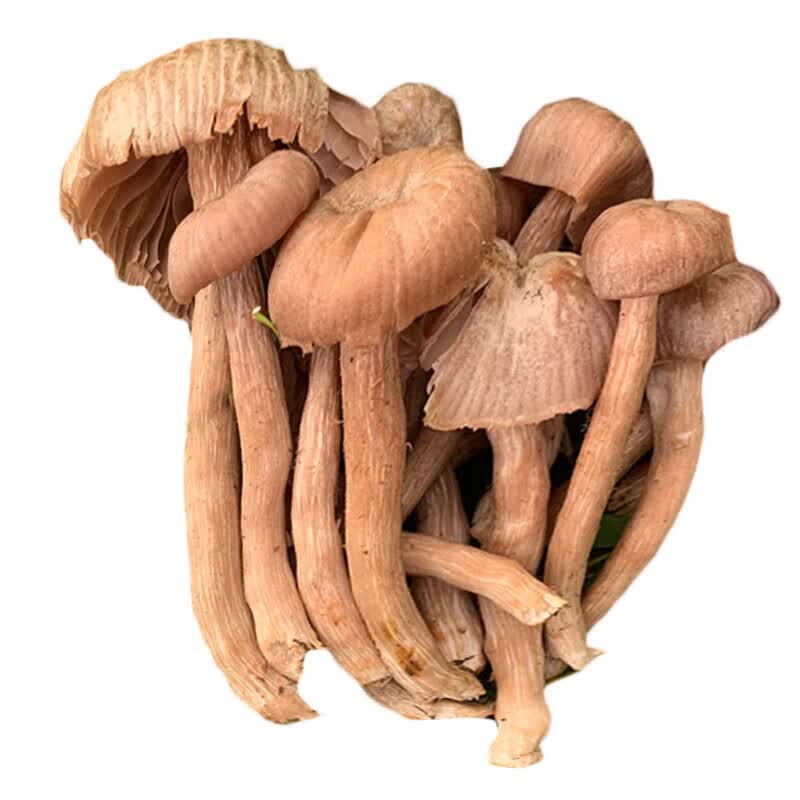 皮条菌新鲜蘑菇云南菌 新鲜皮条菌 500g