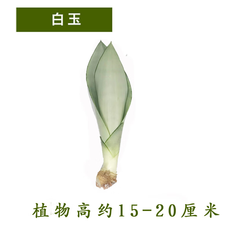 采缇虎皮兰植物室内吸甲醛净化空气盆栽白玉虎耳兰大金边盆景绿植花卉 白玉[3棵] 裸根不带土