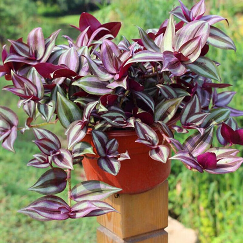 花询 紫叶吊竹梅盆栽  吊竹梅  盆栽 紫叶吊竹梅 紫吊兰花苗 室内办公