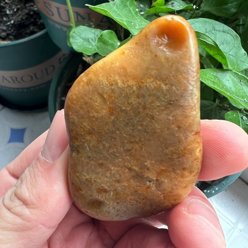 福建寿山石寿山田黄石寿山溪田寿山田原石66.39克