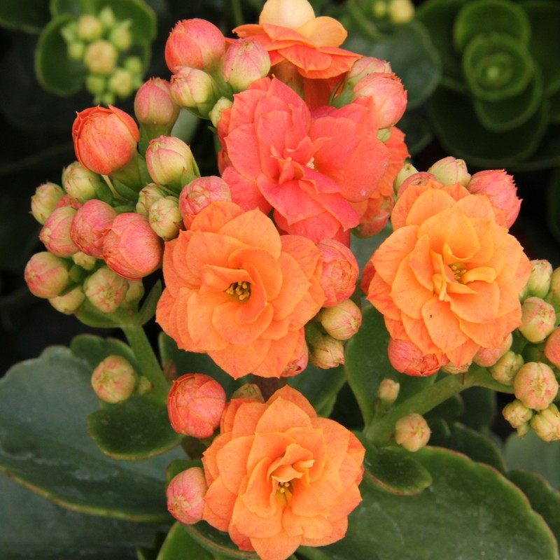 长寿花盆栽重瓣花苗带花苞大花植物室内阳台桌面绿植四季开花好养