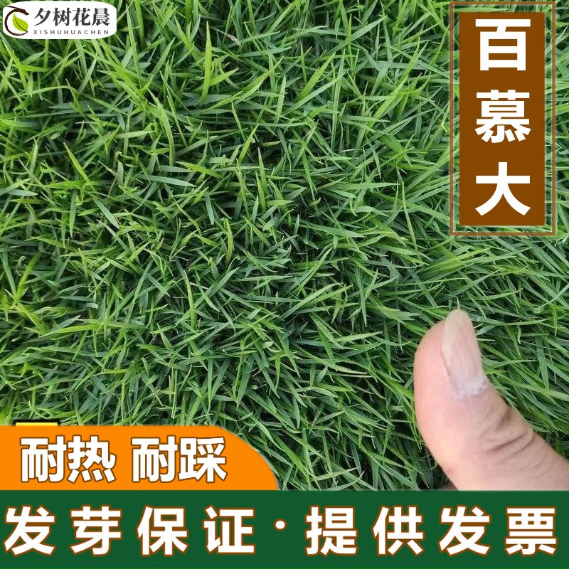 矮生百慕大籽1斤 包衣