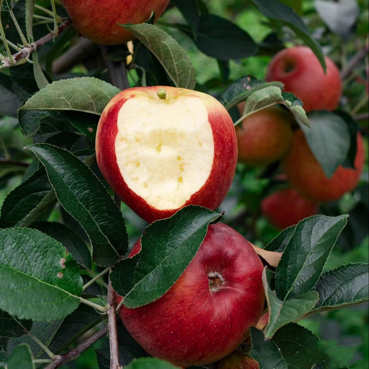 瑞杉嫁接早熟鲁丽苹果树苗甜脆全红苹果苗南北方庭院盆栽地栽当年结果
