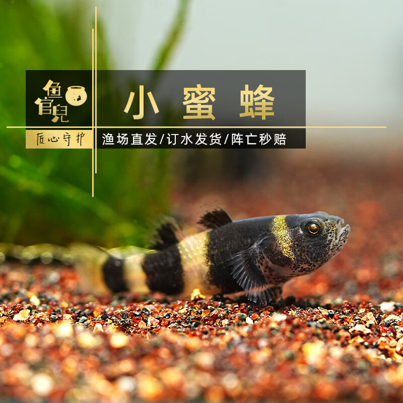 魚官兒原生溪流缸藍(lán)面枝椏蝦虎熊貓蝦虎紅唇紅腰蝦虎淡水小蜜蜂魚 小蜜蜂蝦虎2只（1-1.5cm）