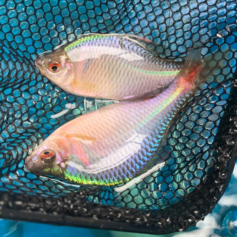 鳑鲏鱼除藻冷水鱼七彩石旁皮活体原生群游鱼好养适应性强 鳑鲏2-4cm10