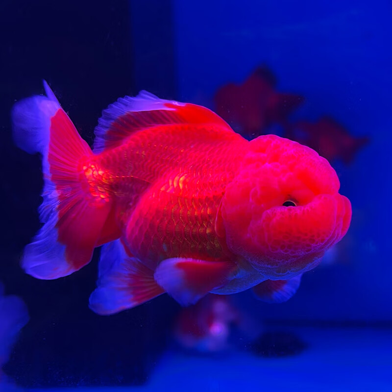 智伴熊 zibarbear蝶尾金鱼鎏金小金鱼活观赏鱼小型冷水鱼淡水鱼好养耐