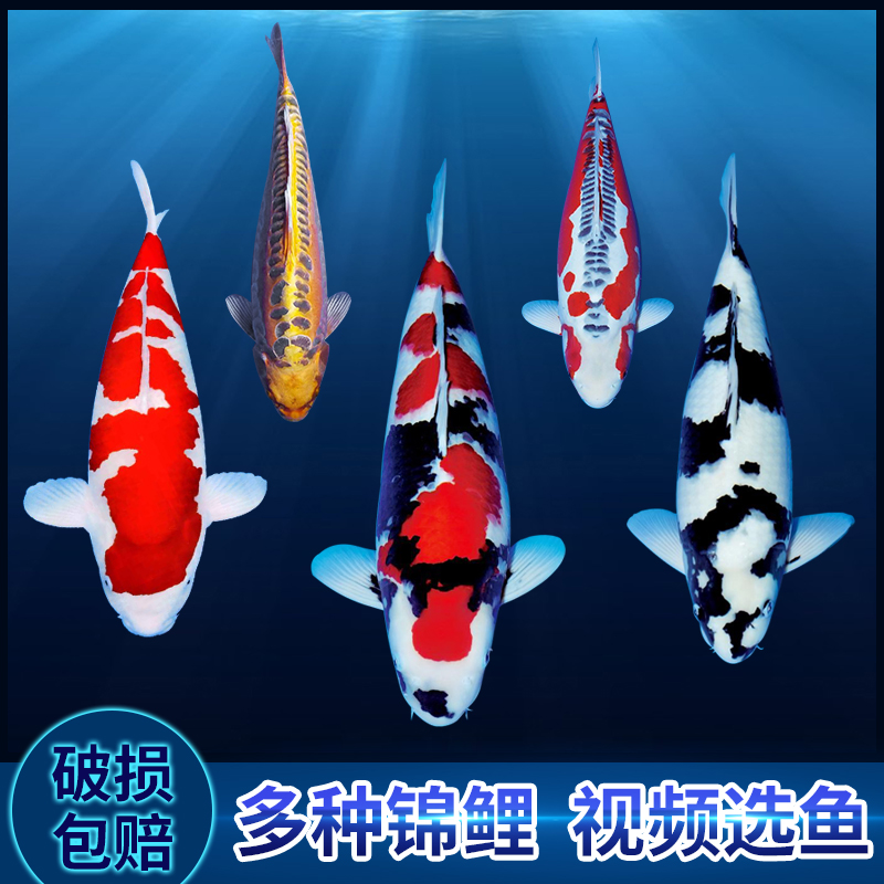 工匠头大正三色红白绯写昭和白写秋翠茶鲤观赏鱼日本进口黄金纯种锦鲤