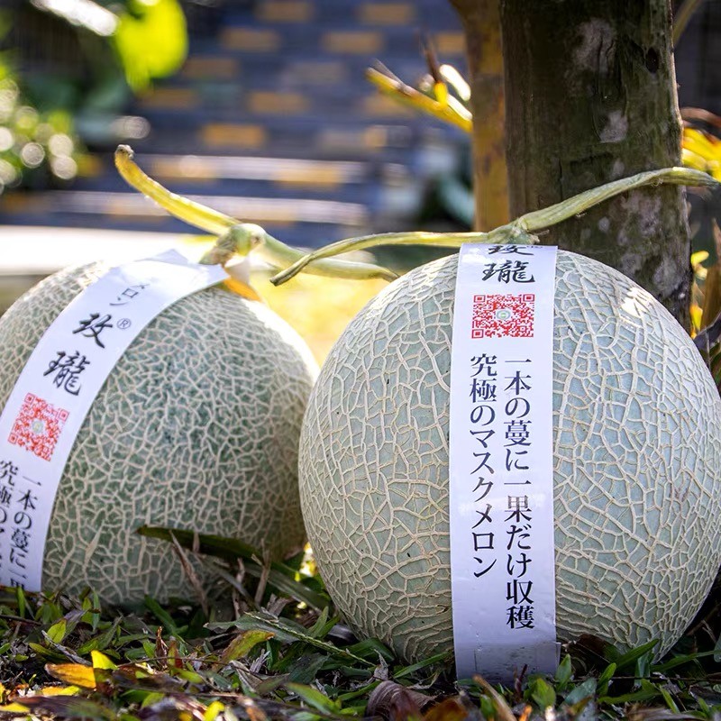 舅甜果蔬玫珑瓜网纹瓜(顺丰)日本品种静冈小蜜甜瓜 (2个瓜)净重5.