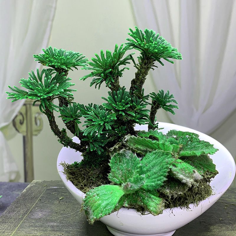 卷柏九死还魂草室内外盆栽假山植物吸水石造景养不死复活草苗老桩 带