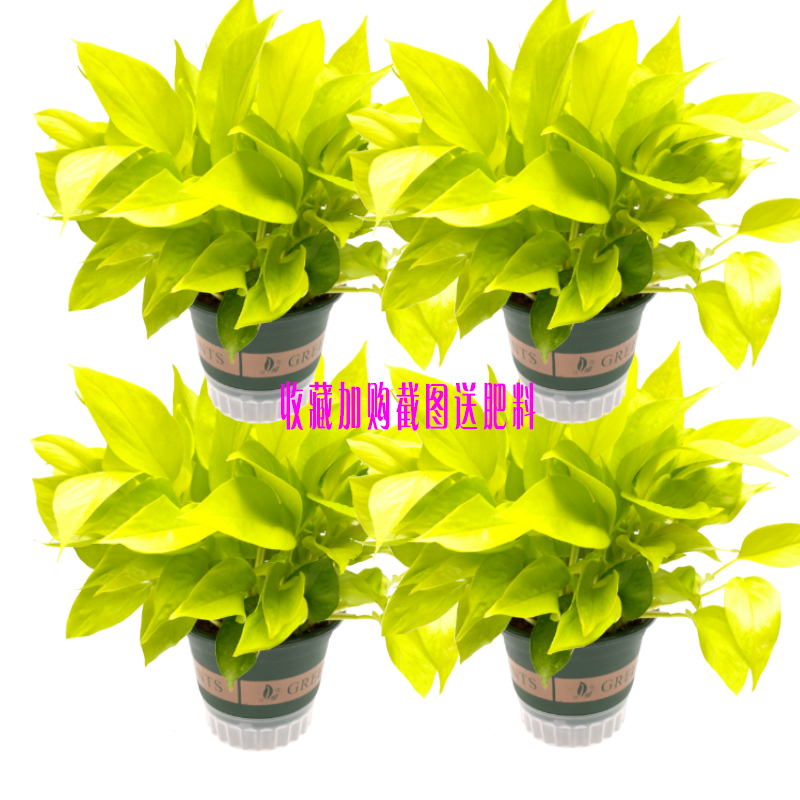 大叶黄金葛绿萝金叶盆栽水培室内植物可长藤 18cm加仑盆黄金葛-4盆带