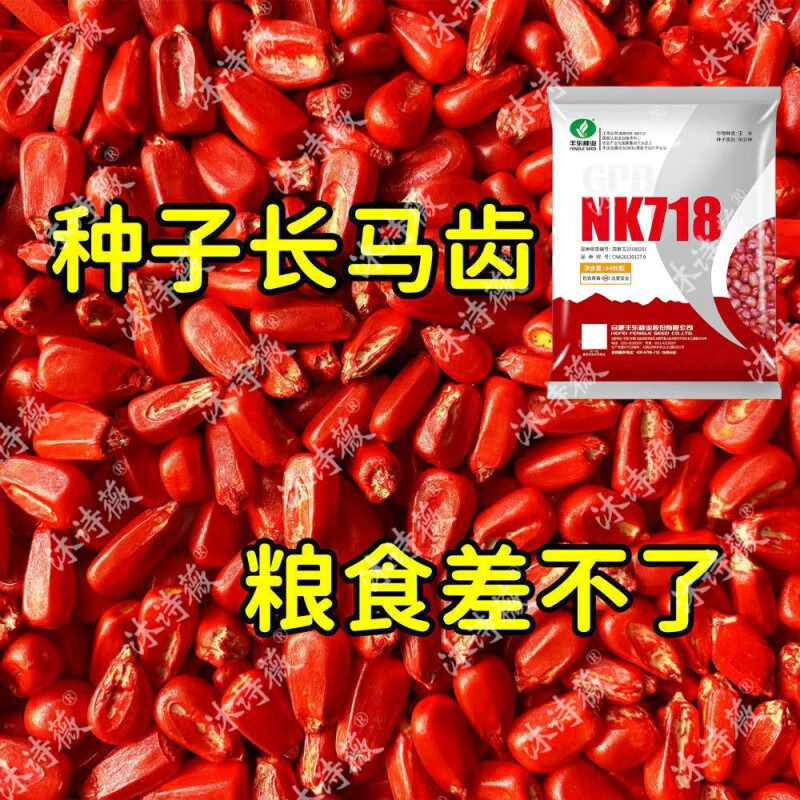 秋颖原装杂交玉米种nk718矮杆抗锈病抗旱耐涝云南贵州四川春夏播 高产