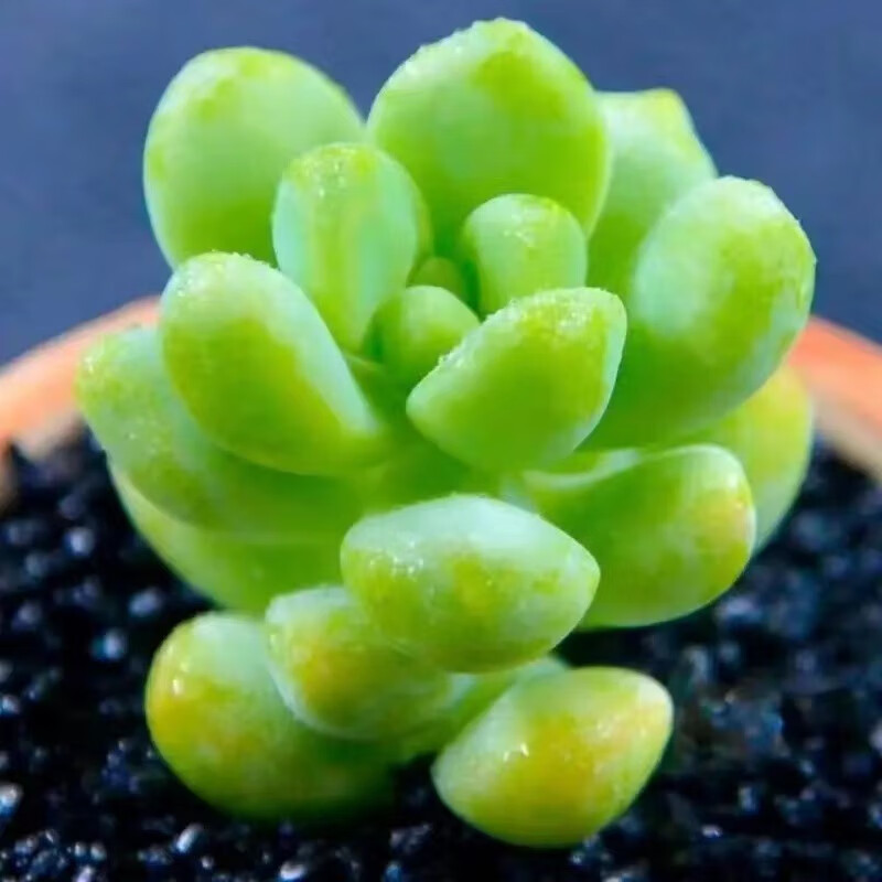 植物自选套餐系列组合搭配花卉盆栽绿植精品多肉新手入门 天使之泪2