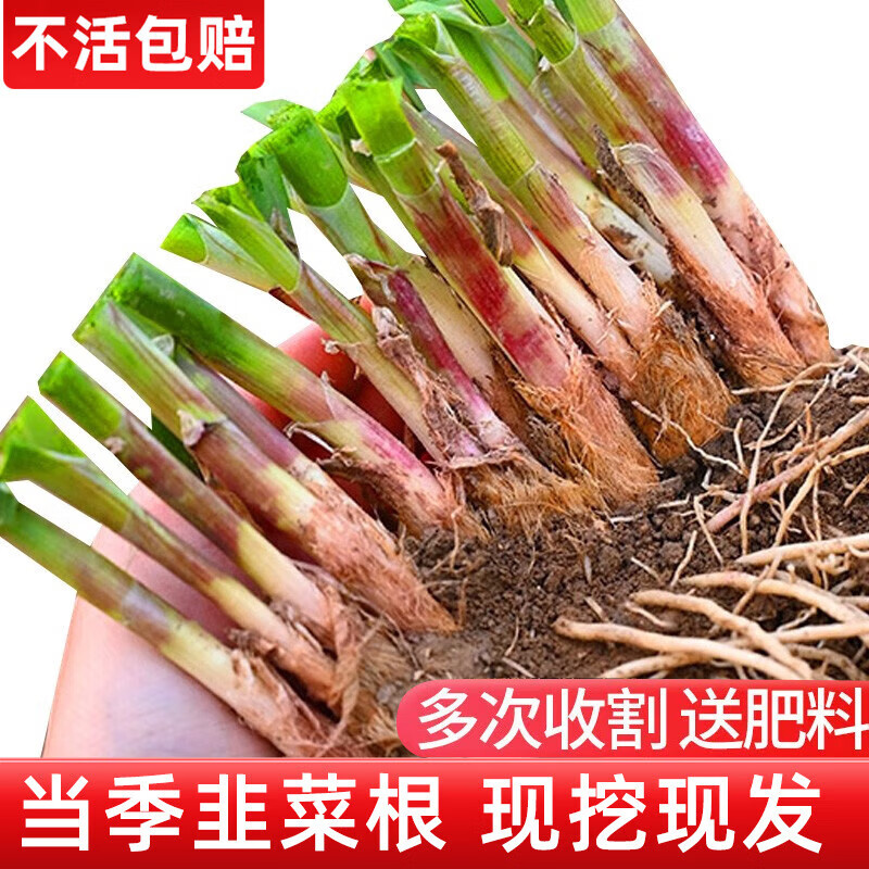 大禹韭菜根苗新根紫红根大叶韮菜移栽根种子四季寿光本地老品种蔬菜 寿光紫红根宽叶韭菜根苗100棵+肥