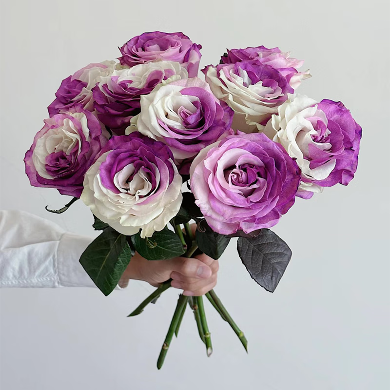 厄瓜多尔进口鲜花 紫白 花店用花 送礼鲜花 紫白10支