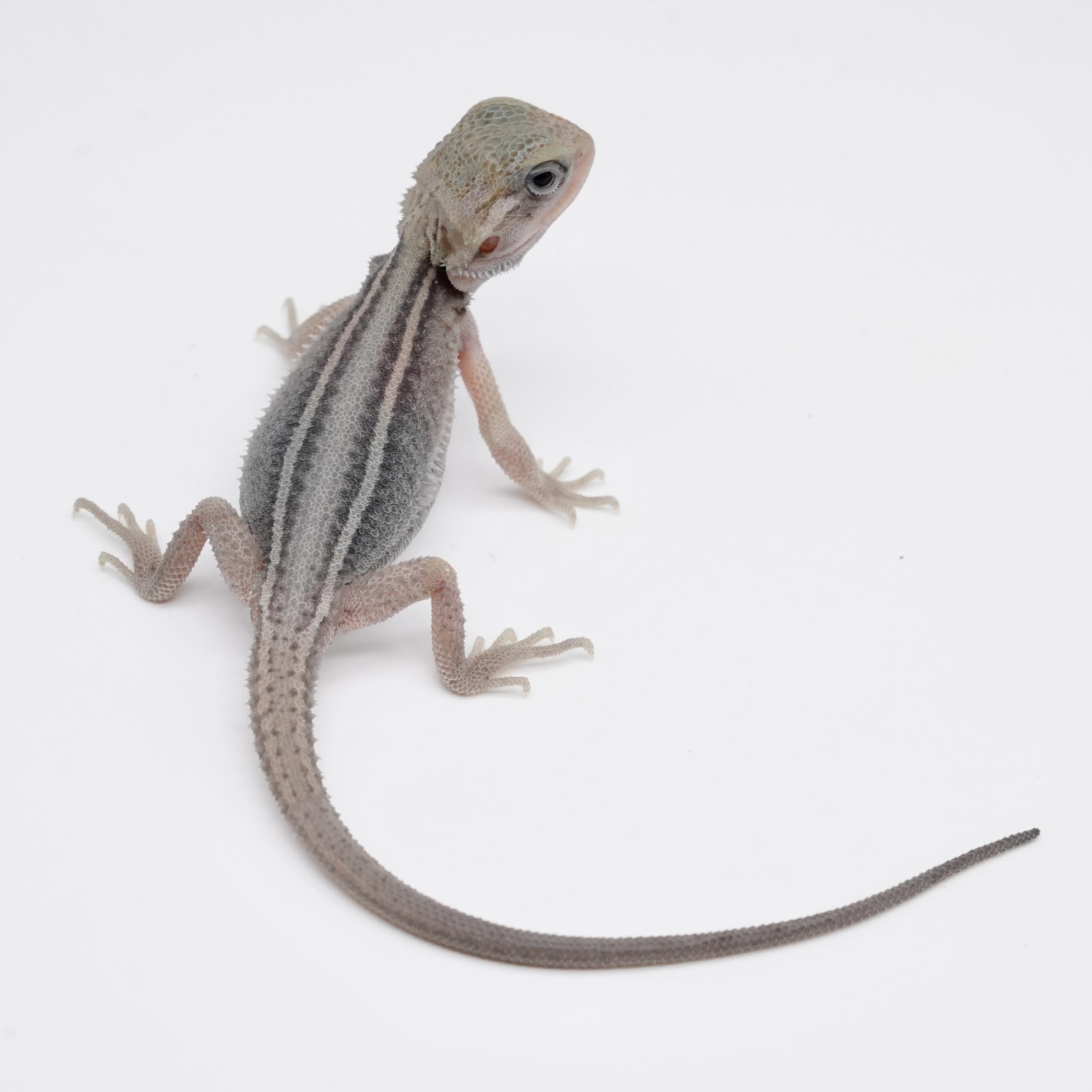 豹纹守宫苗子活体萌宠儿童易养温顺上手幼体爬行异宠 柑橘直线鬃狮蜥