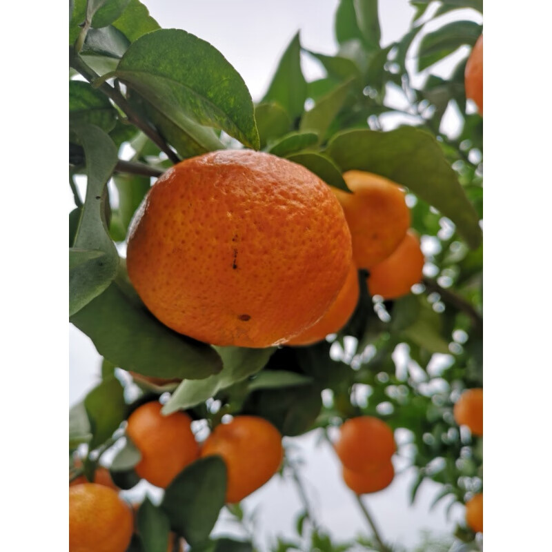 醉春木早熟砂糖橘 沙糖橘嫁接早熟沙糖桔砂糖橘金秋十月成熟砂糖橘