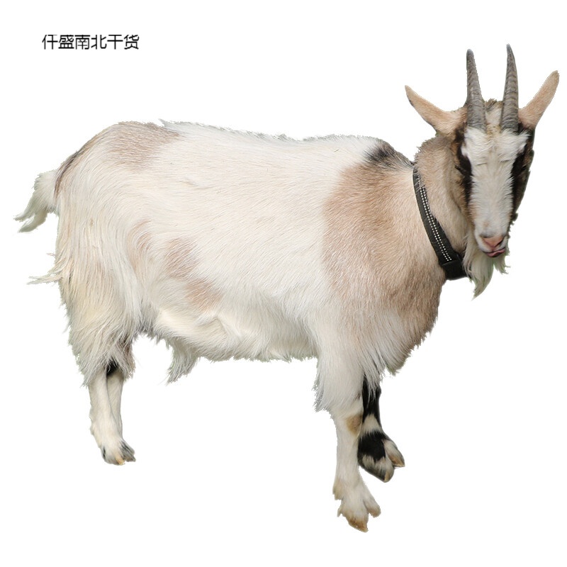 天锦 然妈整头山羊黑山羊一只净重40斤左右羊腿羊肉羊排羊头羊蹄
