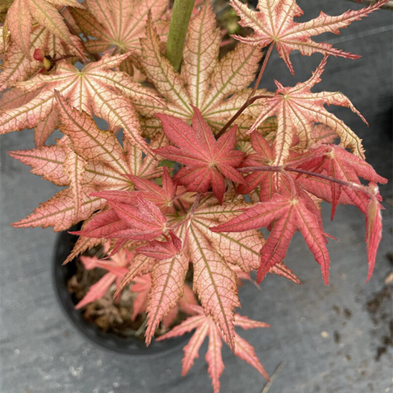 醉春木桃子奶油  日本红枫盆景园艺素材枫树树苗花园庭院植物日式 1