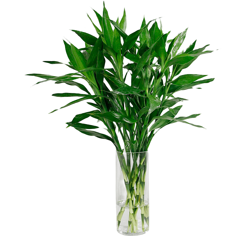 森岳 水培富贵竹 绿植盆栽植物盆栽花瓶 富贵竹10支高60-70cm 不含盆