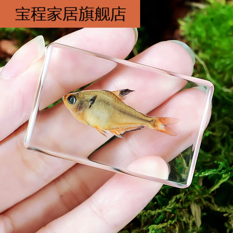 昆虫标本制作套装新手天然海洋动物真实鱼类树脂标本寄居蟹乌龟螃 4红