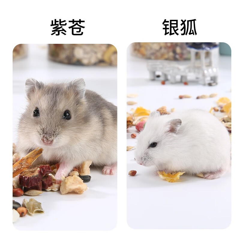幼崽活体情侣仓鼠宝宝金丝熊奶茶苍鼠虎纹银狐 紫仓 银狐 公母配对 2