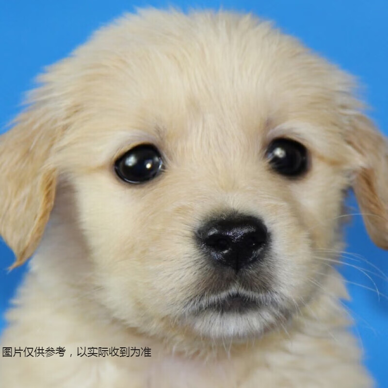 淮爵 混血小鹿犬幼犬小鹿犬活体狗狗宠物狗小型犬短毛狗小狗幼崽 混血