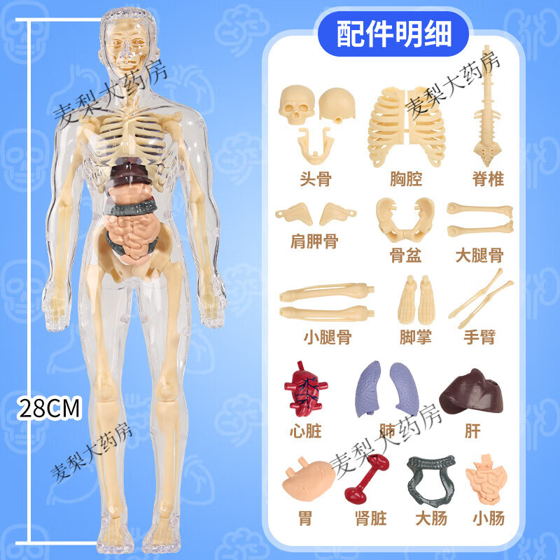 人体模型拼装可拆卸结构骨骼器官3d骨架内脏医学解剖早教儿童玩具 全透明版[28厘米全身模型]身