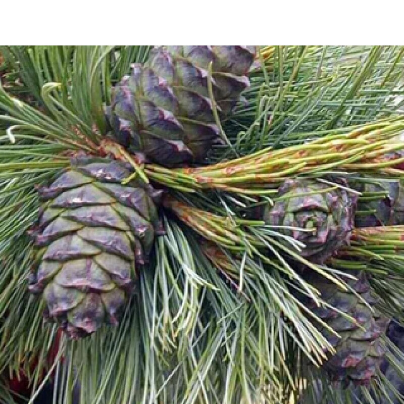 宜享健康2020年新货盐水煮松塔马尾松塔水煮松树塔大兴安岭野生500克