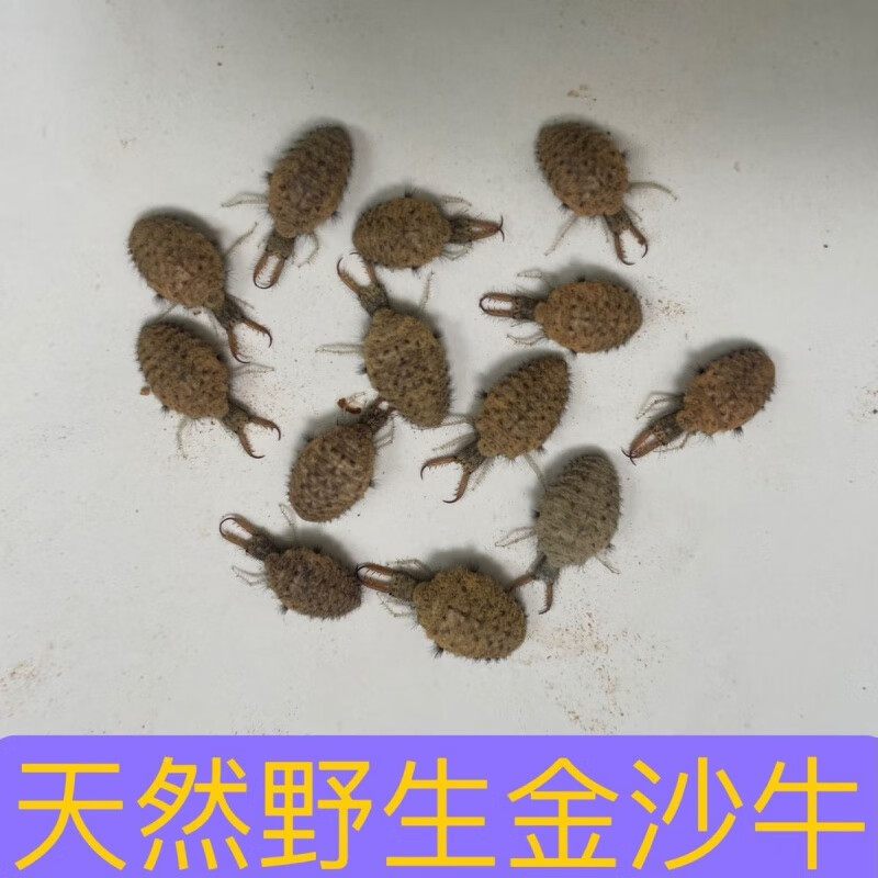 北京同仁堂原料野生地牯牛贵州倒退虫蚁狮金沙牛钻沙昆虫活体金砂牛地