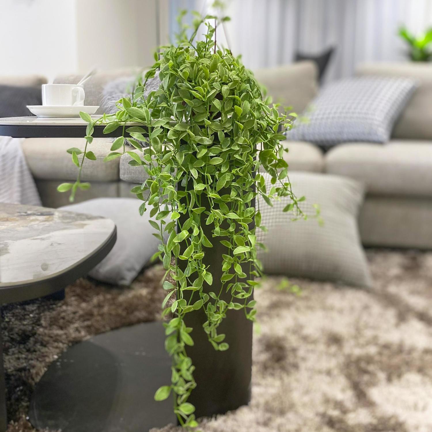 花叶金边翡翠小吊兰长藤垂吊花卉盆栽多肉绿植适种阳台室内易养活