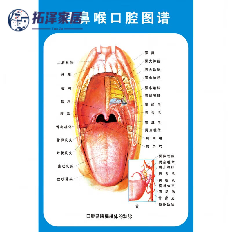 美亚柏科耳鼻喉构造挂图 鼻腔口腔咽喉正中矢状图海报耳鼻喉侧面结构