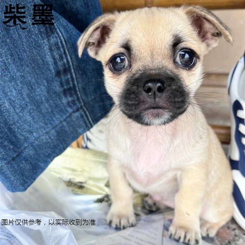 淮爵混血 巴哥犬幼犬巴哥小狗宠物狗狗活体小型犬幼崽八哥犬 混血级