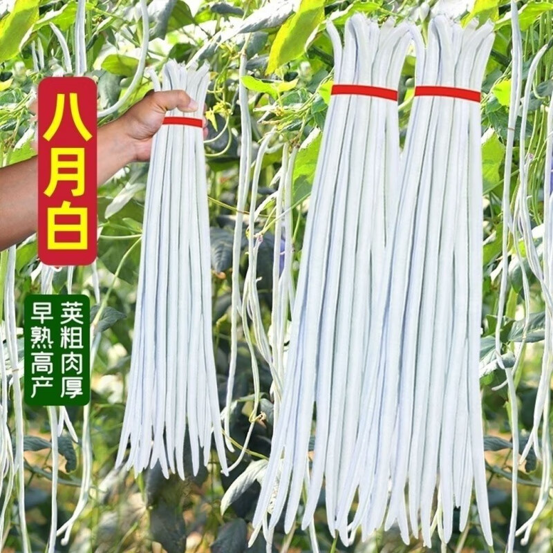 芯寧八月白春秋白豆角種子高產(chǎn)上架爬藤豇豆特長(zhǎng)四季庭院春秋種植蔬菜 八月白豆角種子2粒