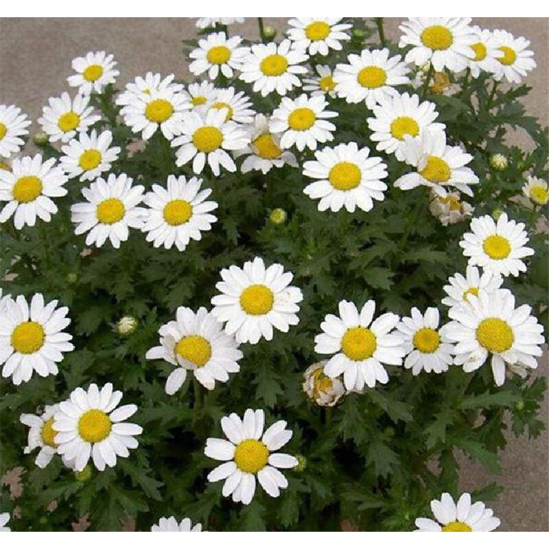 绿林花语白晶菊种子四季种盆栽易种庭院盆栽小雏菊小白菊花籽耐寒耐半