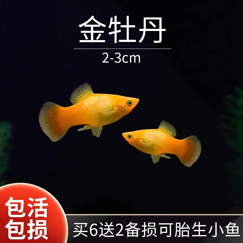 小型好养活小鱼热带鱼米奇胎生鱼观赏鱼 金牡丹孔雀2-3cm4条(2条防损)