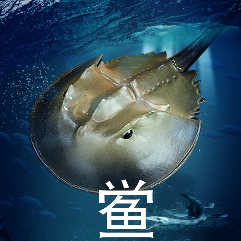 林畅模玩史前海洋生物模型儿童仿真海底远古动物玩具奇虾板足鲎菊石