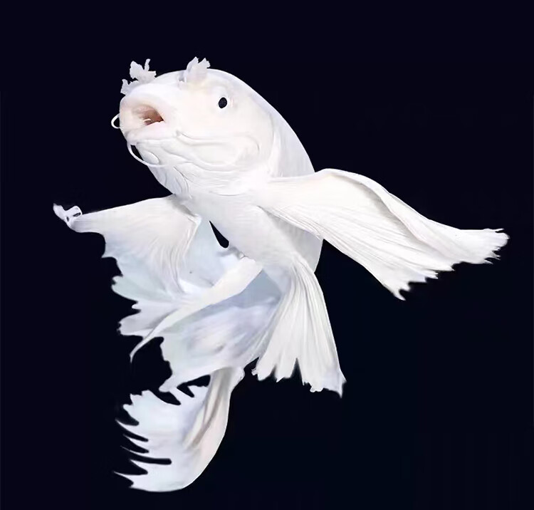 短身大鳍长尾冷水鱼锦鲤红色观赏鱼幼苗高端 贵妃3-4cm随机买一 一