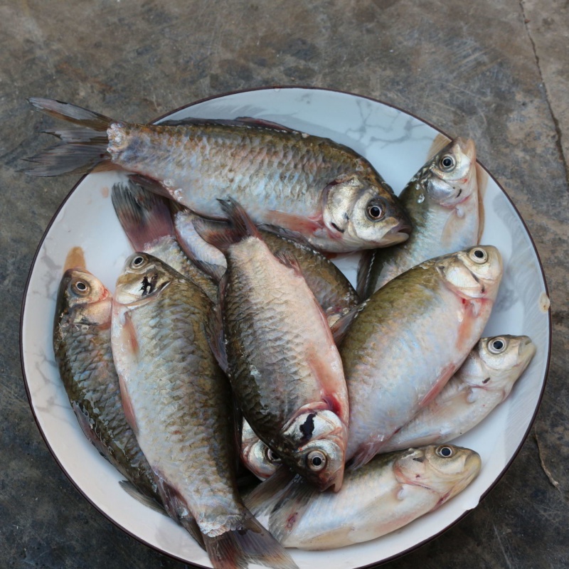 鲜美惊 【血亏冲量】微山湖野小鲫鱼新鲜活鱼现杀淡水鲫鱼月子炖汤
