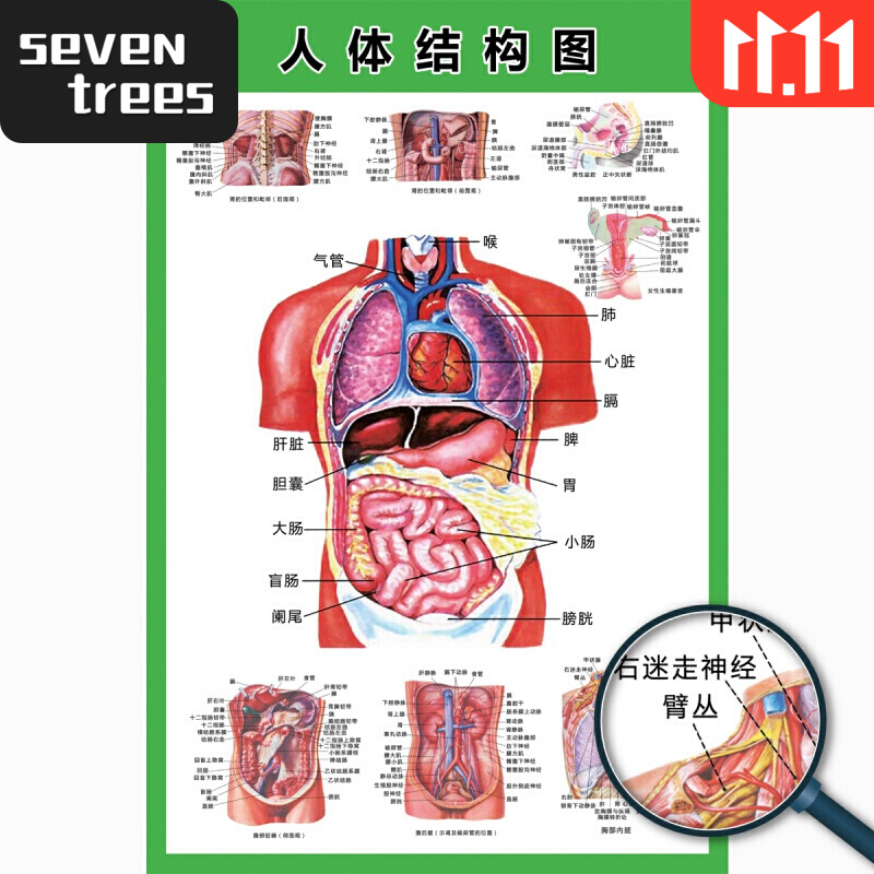 人体器官结构挂图人体内脏结构解剖示意图医学宣传挂图人体器官心脏