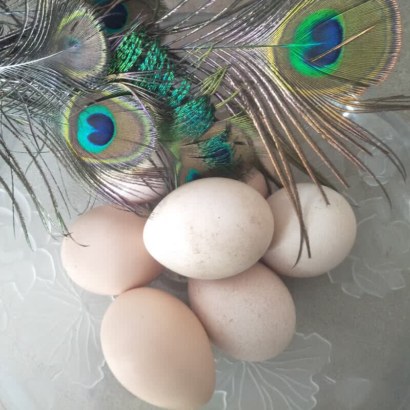 帆儿庄园【顺丰】新鲜孔雀蛋食用蛋蛋高蛋白蛋月子蛋 12枚 100g 左右