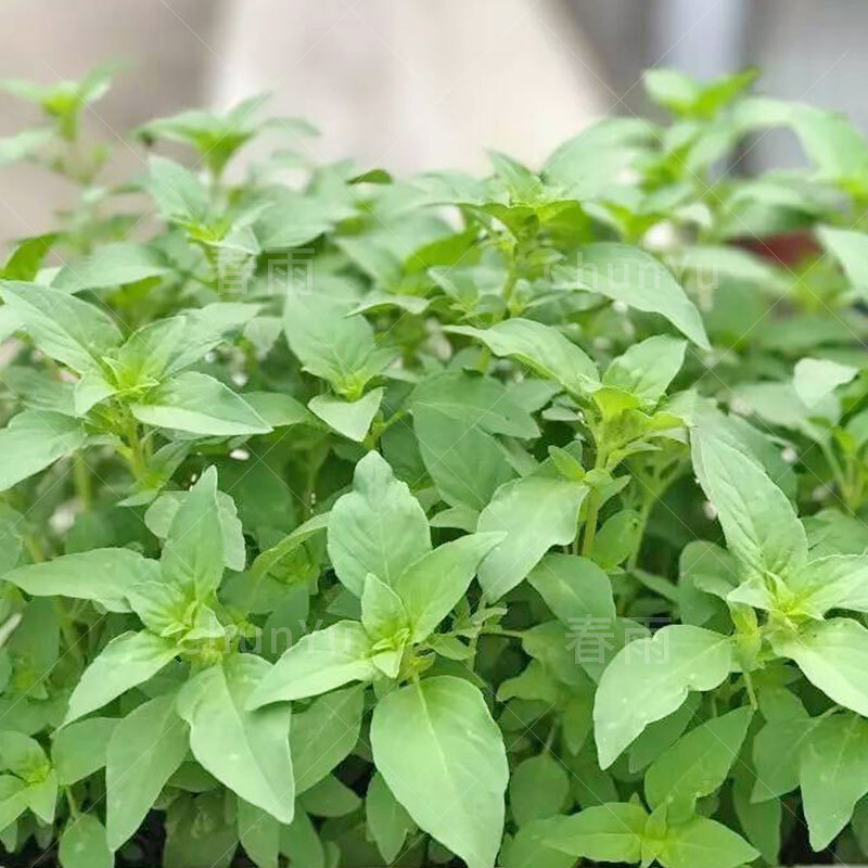 大叶荆芥种籽野生野菜青菜四季春季夏季食用河南农家田园蔬菜种子