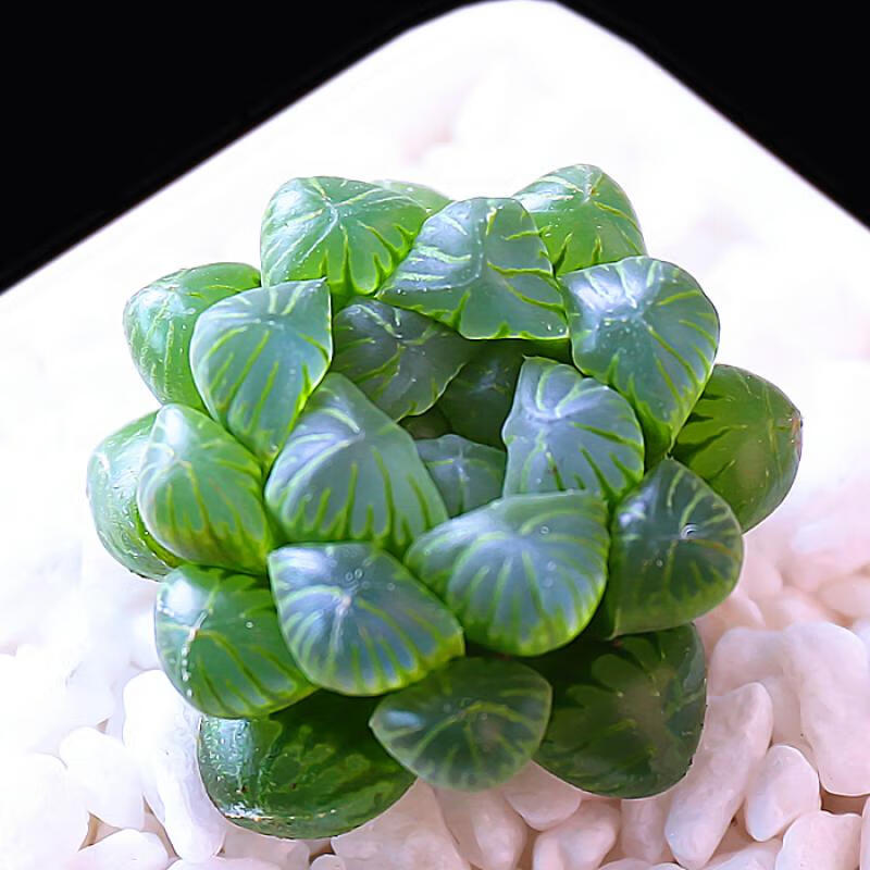 耘沫胭新款多肉植物玉露多肉大窗冰灯玉露水晶寿室内盆栽超萌 姬玉露3