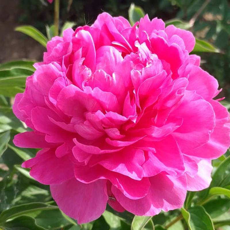 牡丹花苗四季易种芍药树苗室内盆栽室外庭院耐寒开花易活植物 西施 4