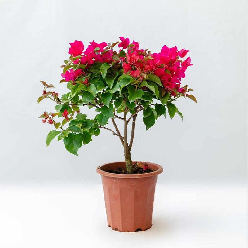 漳州三角梅盆栽老桩重瓣绿茵大苗四季开花带花苞多色花卉耐寒爬藤