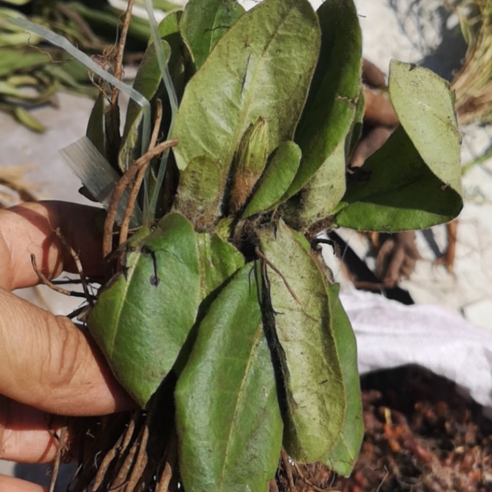 伟博贵州草药新鲜毛大丁草 中药材兔耳风小一支箭一柱香扑地香500g克
